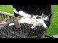 کلیپ خنده دار گربه ها که روزتون رو عوض می کنه !