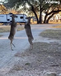 درگیری به سبک گوزن ها ... کلیپ خنده دار کوتاه