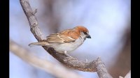 داستان و قصه کودکانه صوتی جدید
