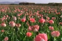 ممنوعیت کشت تریاک در افغانستان