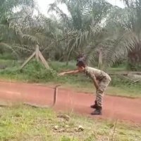 تکنیک شگفت انگیز مارگیری حرفه ای