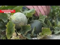 روایتی تلخ از میراث شوم رژیم پهلوی در سرزمین ایلام