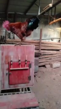 کلیپ خنده دار جالب - خروس قهرمان