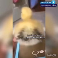 کلیپ بامزه و طنز برای تولد بهمنی ها | کلیپ تولد بهمن ماهی | آهنگ شاد