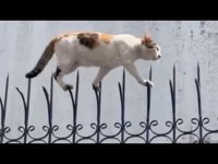 کلیپ خنده دار از شجاع ترین گربه ها ... چیزهای خنده دار